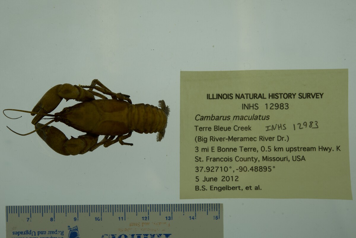 Cambarus maculatus image